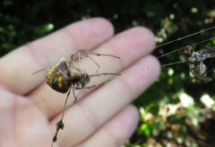 Verrucosa undecimvariolata