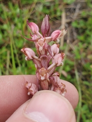 Satyrium ligulatum