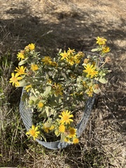 Grindelia camporum