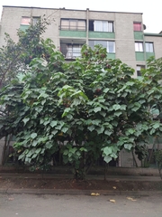 Dombeya wallichii