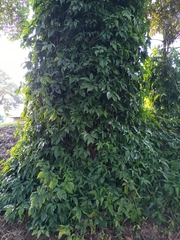 Syngonium