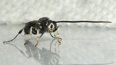 Ctenichneumon