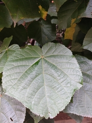Dombeya wallichii