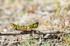 Phoetaliotes nebrascensis