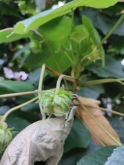 Dombeya wallichii