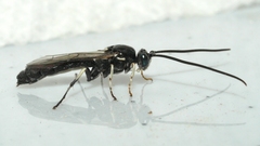 Ctenichneumon