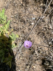 Calochortus splendens