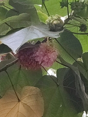 Dombeya wallichii