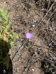 Calochortus splendens