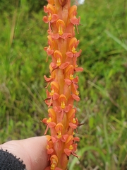 Disa chrysostachya