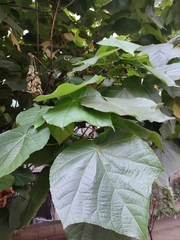 Dombeya wallichii