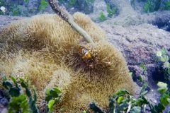 Stichodactyla gigantea