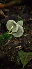 Hypholoma subviride