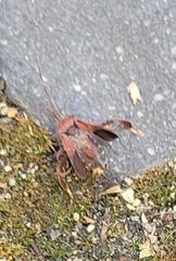 Leptoglossus oppositus