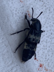 Creophilus maxillosus