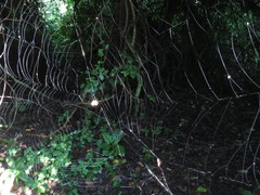 Verrucosa undecimvariolata