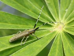 Agapanthia villosoviridescens