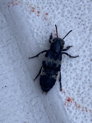 Creophilus maxillosus