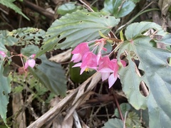 Begonia insularum