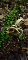Hypholoma subviride