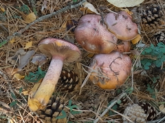 Chroogomphus vinicolor