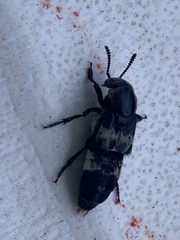 Creophilus maxillosus