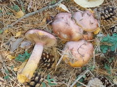 Chroogomphus vinicolor