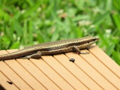 Trachylepis sechellensis