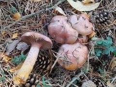 Chroogomphus vinicolor