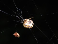 Verrucosa undecimvariolata