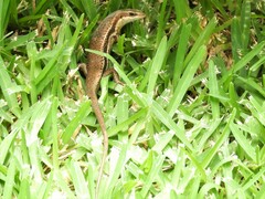 Trachylepis sechellensis