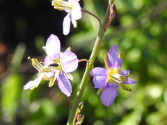 Heliophila linearis linearifolia