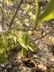 Lonicera maackii