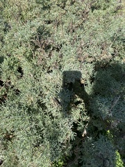 Lupinus arboreus