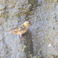 Spinus barbatus