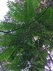 Cedrela fissilis