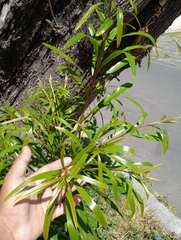 Pouteria salicifolia