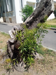 Pouteria salicifolia