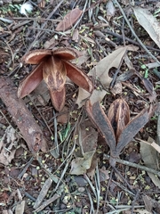 Cedrela fissilis