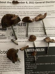 Psilocybe cyanescens