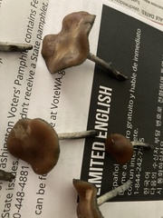 Psilocybe cyanescens