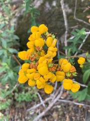 Calceolaria corymbosa