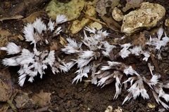 Thelephora penicillata