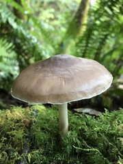 Pluteus exilis