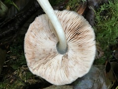Pluteus exilis