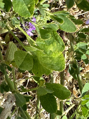 Medicago sativa