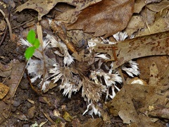 Thelephora penicillata