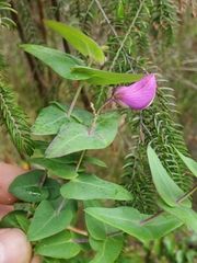 Polygala fruticosa