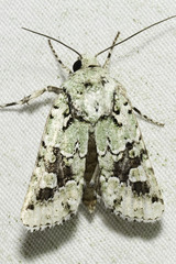 Lacinipolia laudabilis