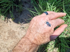 Polyclaeis equestris
